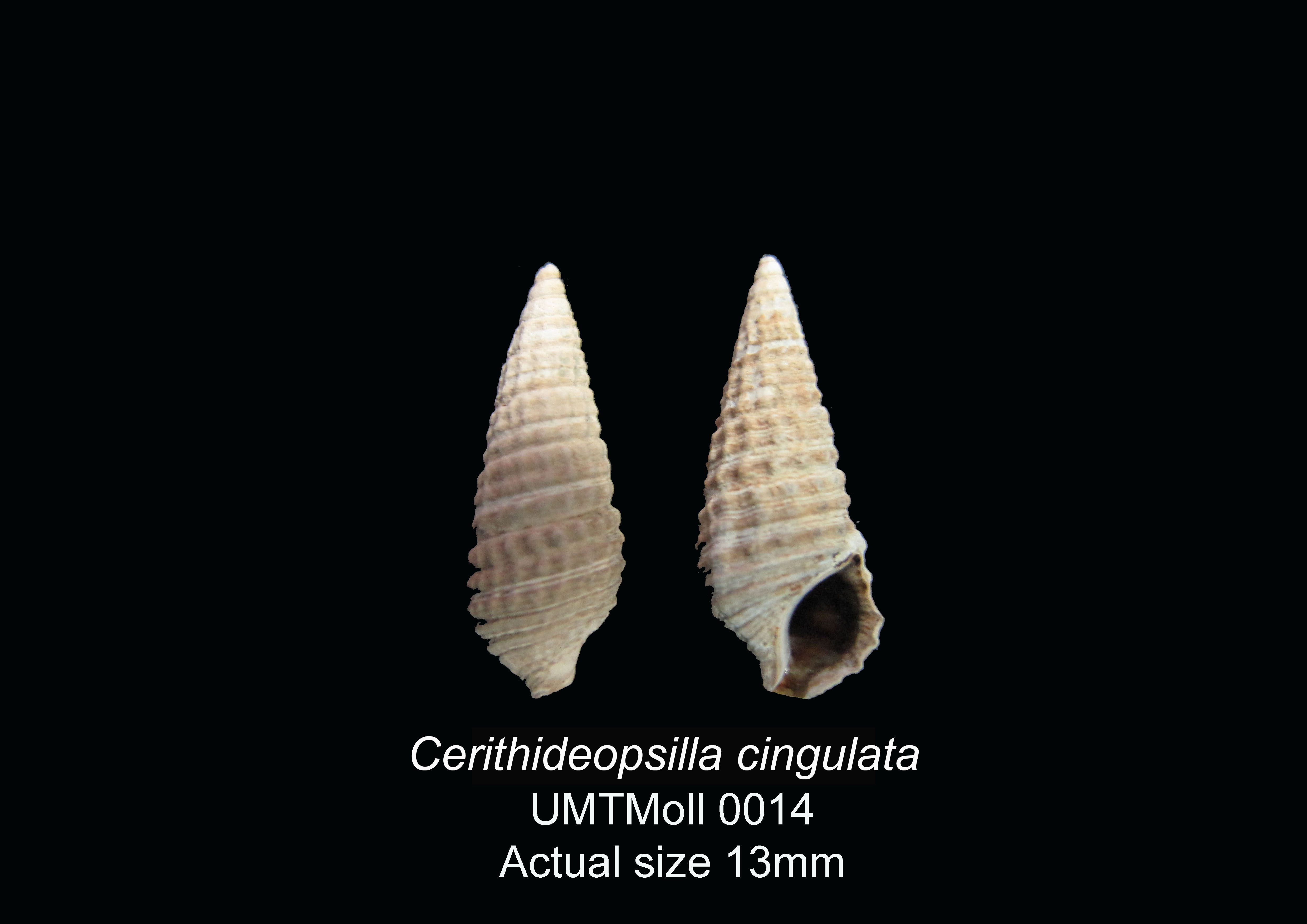 Specimen image